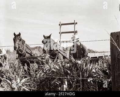 Ernte von milo Mais, Tulare County, Kalifornien. Die Kosten für die Ernte durch diese Methode beläuft sich auf zehn Dollar pro Hektar. Kosten der Ernte durch kooperative Harvester von Farm Security Administration (FSA) in diesem Landkreis gekauft, sechs Dollar pro Hektar. November 1938. Foto von Dorothea lange Stockfoto