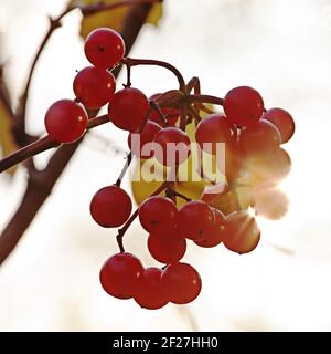 Die roten Beeren der Wachelderrose Stockfoto