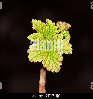Junge Blätter an den Zweigen der Johannisbeere Stockfoto