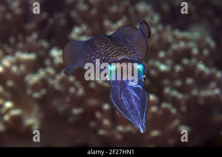 Bigfin Reef Squid, Sepioteuthis lessoniana, Plateau Tauchplatz, Balbulol Island, Raja Ampat, Westpapua, Indonesien Stockfoto