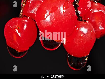 Die roten Beeren der Wachelderrose Stockfoto