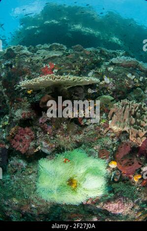Herrliche Seeanemone, Heteractis magnifica, mit Anemonefish, Amphiprion sp, Three Sisters Tauchplatz, Farondi Island, Raja Ampat, West Papua, Indone Stockfoto
