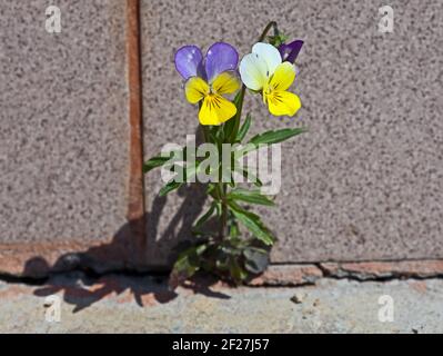 Die violette Pflanze, die auf Beton wächst. Lebenswill Stockfoto