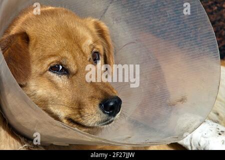 Der traurige kranke Hund liegt auf dem Boden Stockfoto