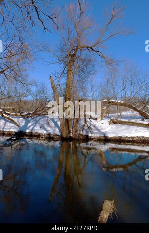 Bäume über dem Fluss nach einem Schneeregen Stockfoto