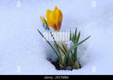 Schneefall im Frühling. Gelbe und weiße Krokusse im kalten Schnee Stockfoto