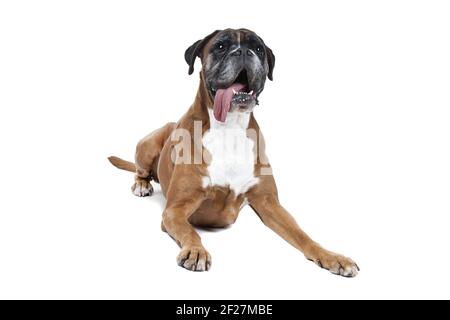 Alter brauner Boxerhund vor einem weißen Hintergrund Stockfoto