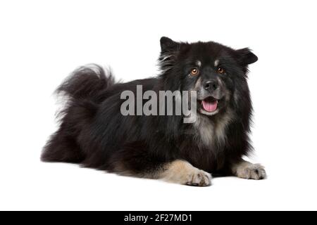 Finnische Lapphund vor einem weißen Hintergrund Stockfoto