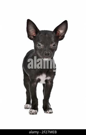 Schwarz / weiß Chihuahua Hund Stockfoto