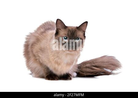 Braun Ragdoll Katze Stockfoto