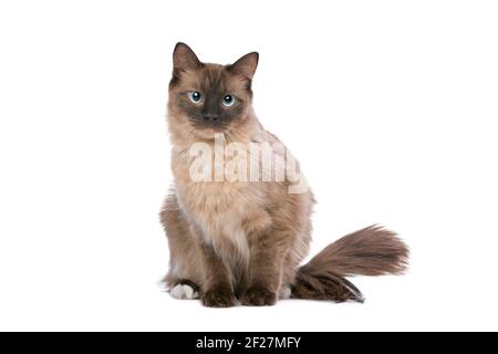 Braun Ragdoll Katze Stockfoto