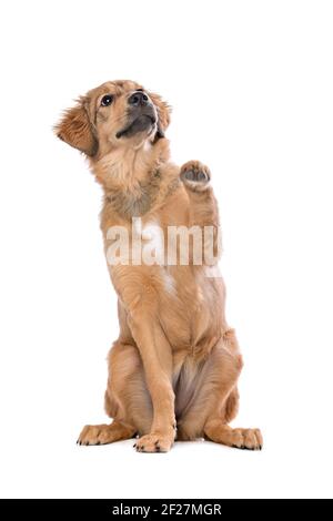 Brauner Mischlingswelpe Stockfoto