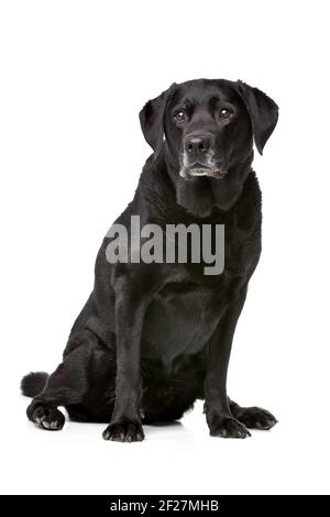 Elf Jahre alten schwarzen Labrador Stockfoto
