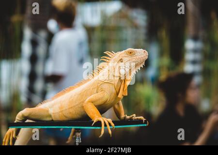 Während der Reptilienausstellung setzt sich ein gelber Leguan an seine Stelle. Stockfoto