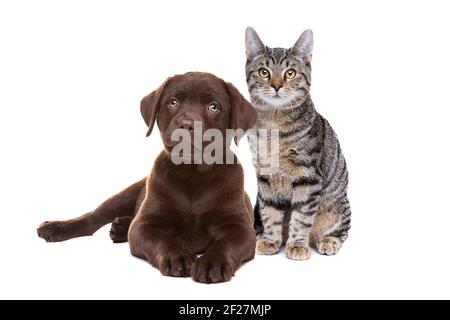 Schokolade Labrador Welpe und eine europäische Kurzhaarkatze Stockfoto