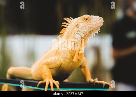 Während der Reptilienausstellung setzt sich ein gelber Leguan an seine Stelle. Stockfoto