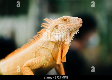 Während der Reptilienausstellung setzt sich ein gelber Leguan an seine Stelle. Stockfoto