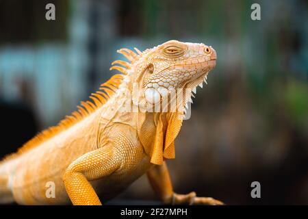 Während der Reptilienausstellung setzt sich ein gelber Leguan an seine Stelle. Stockfoto