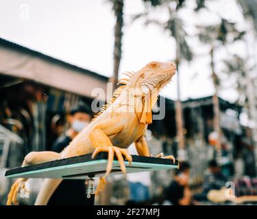 Während der Reptilienausstellung setzt sich ein gelber Leguan an seine Stelle. Stockfoto