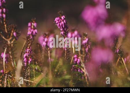 Winterheide, Erica carnea, mit leuchtend rosa Blüten auf sonnenbeschienenen Waldboden im Frühjahr, Österreich Stockfoto