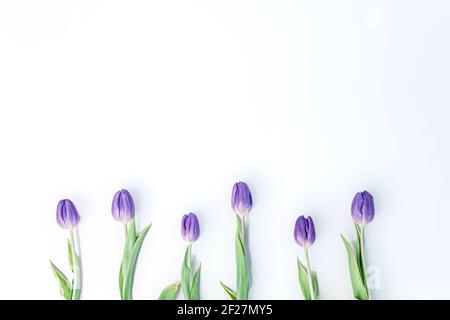 Eine abstandige Reihe von Pupel Tulpen auf einem weißen Hintergrund für den Frühling. Stockfoto