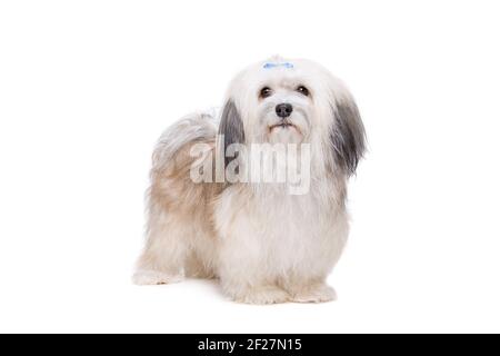 Langhaariger Shih Tzu Stockfoto