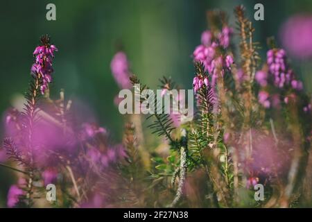 Frühlingsheide, Erica carnea, mit leuchtend rosa Blüten auf sonnenbeschienenen Waldboden, Österreich Stockfoto