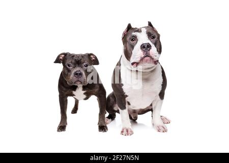 Zwei Boxenbullen Stockfoto