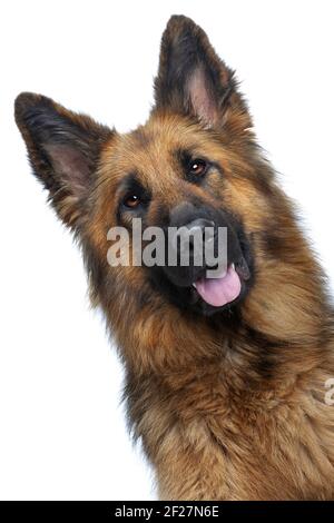 Porträt von einem Schäferhund Stockfoto