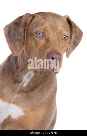 Red Merle Louisiana Catahoula Leopard Hund Stockfoto