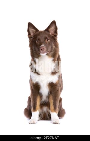 Red Miniatur American Shepherd Hund Stockfoto