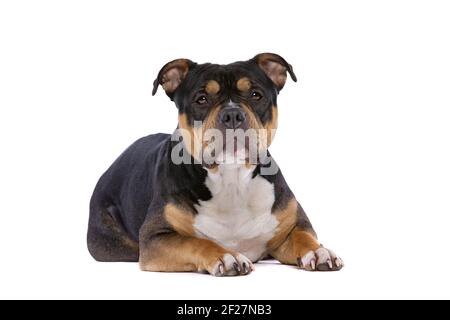 Amerikanischer Bully-Hund Stockfoto
