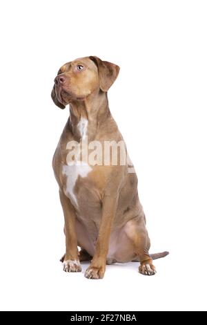 Red Merle Louisiana Catahoula Leopard Hund Stockfoto