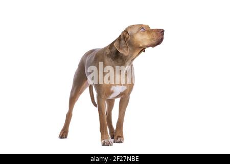 Red Merle Louisiana Catahoula Leopard Hund Stockfoto