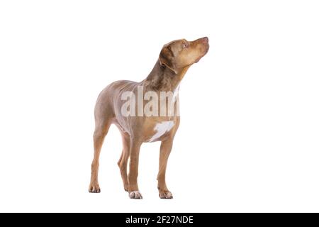 Red Merle Louisiana Catahoula Leopard Hund Stockfoto