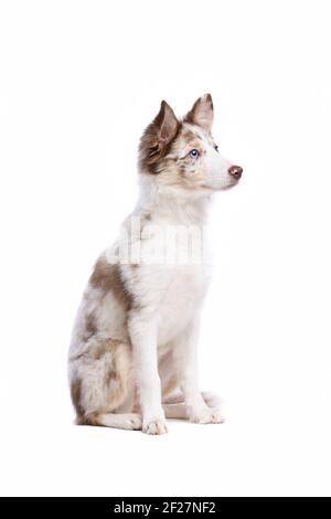 Border-Collie-Welpen Stockfoto