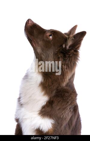 Red Miniatur American Shepherd Hund Stockfoto