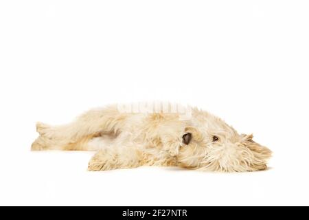 Goldener Doodle-Hund Stockfoto