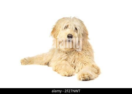 Goldener Doodle-Hund Stockfoto