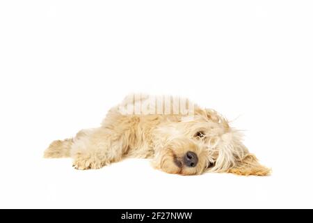 Goldener Doodle-Hund Stockfoto