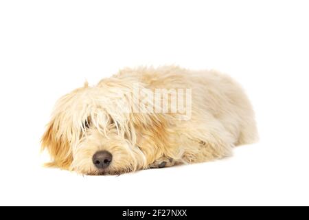Goldener Doodle-Hund Stockfoto