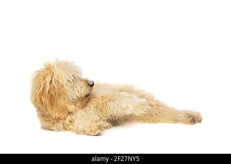 Goldener Doodle-Hund Stockfoto