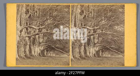 Bäume entlang der DHU Loch Avenue in Inveraray; die Dhu Loch Avenue, Inveryy ... Stockfoto
