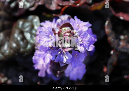 Makro von Cluster bugleweed Trompete geformten Blumen Stockfoto