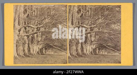 Bäume entlang der DHU Loch Avenue in Inveraray; die Dhu Loch Avenue, Inveryy ... Stockfoto