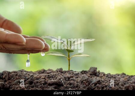 Mann Pflanzen Samen und Bewässerung kleine Pflanzen auf grünem Hintergrund Welt Umwelt Tag Konzept. Stockfoto