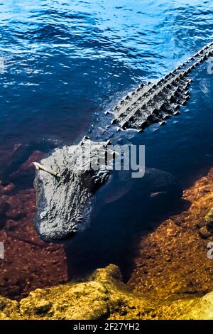 Ein Alligator ruht im Teich neben der Alligator Alley Seminole Service Plaza in Florida. Stockfoto