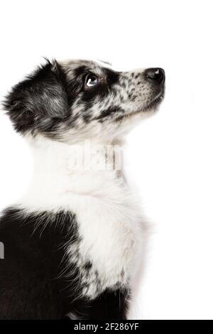Border Collie Hund vor einem weißen Hintergrund Stockfoto