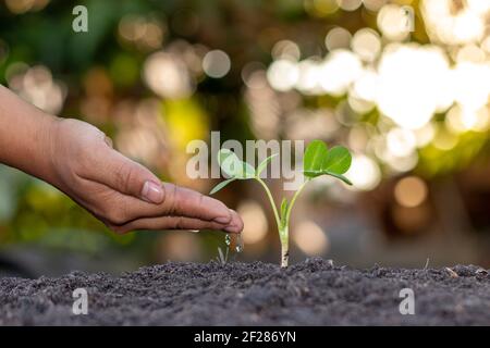 Bauer's Hand Pflanzen, Bewässerung jungen Pflanzen im grünen Hintergrund, Konzept der natürlichen Pflanzung und Anbau von Pflanzen. Stockfoto