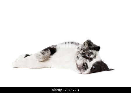 Border-Collie-Welpen Stockfoto